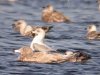 Glaucous Gull at Paglesham Lagoon (Steve Arlow) (61532 bytes)